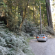 The dust from the road had settled on all the nearby vegetation.